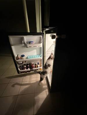 potret lucu kucing berdiri di depan kulkas (reddit.com/MannyTheGod)