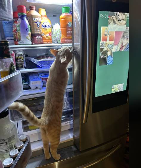 potret lucu kucing berdiri di depan kulkas (reddit.com/AuntieYodacat)