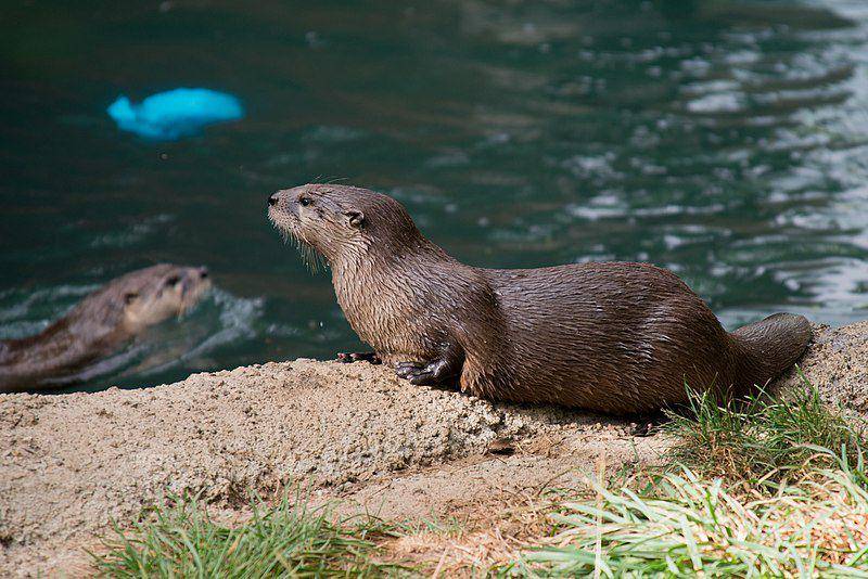 North american river otter (commons.wikimedia.org/Derrick Coetzee)
