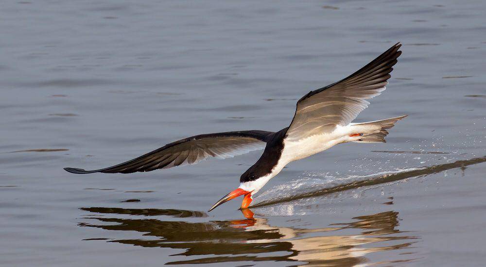 Black skimmer (commons.m.wikimedia.org/Charles J. Sharp)