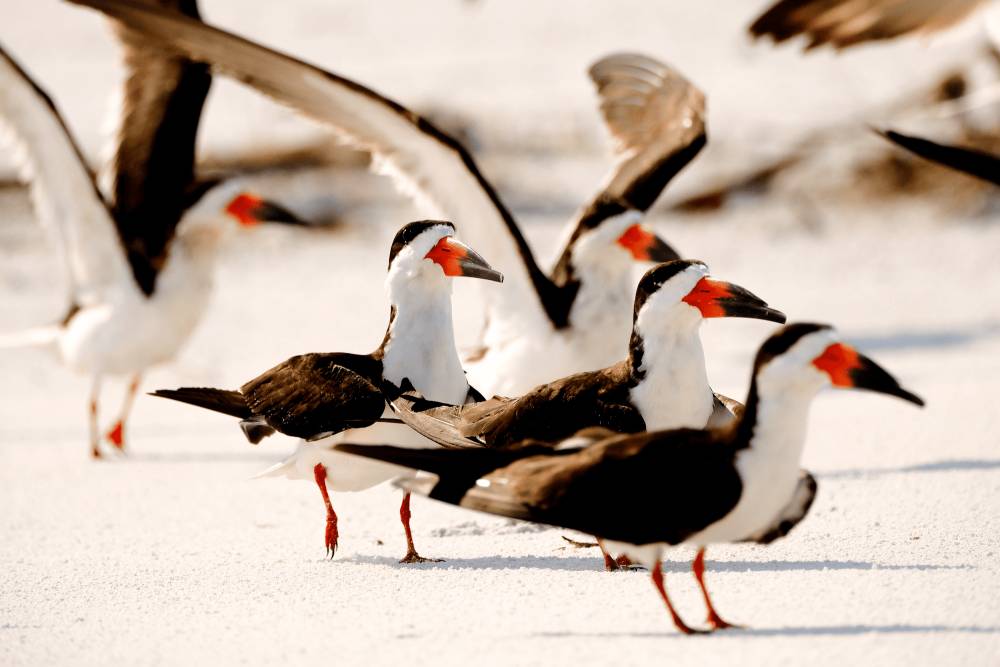 Black skimmer (commons.m.wikimedia.org/Zammerman)