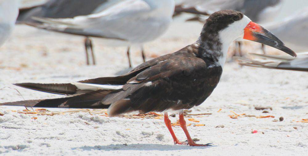 Black skimmer (commons.m.wikimedia.org/gary_leavens)
