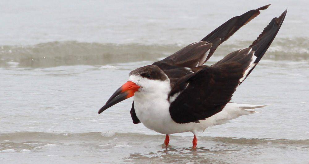 Black skimmer (commons.m.wikimedia.org/gary_leavens)
