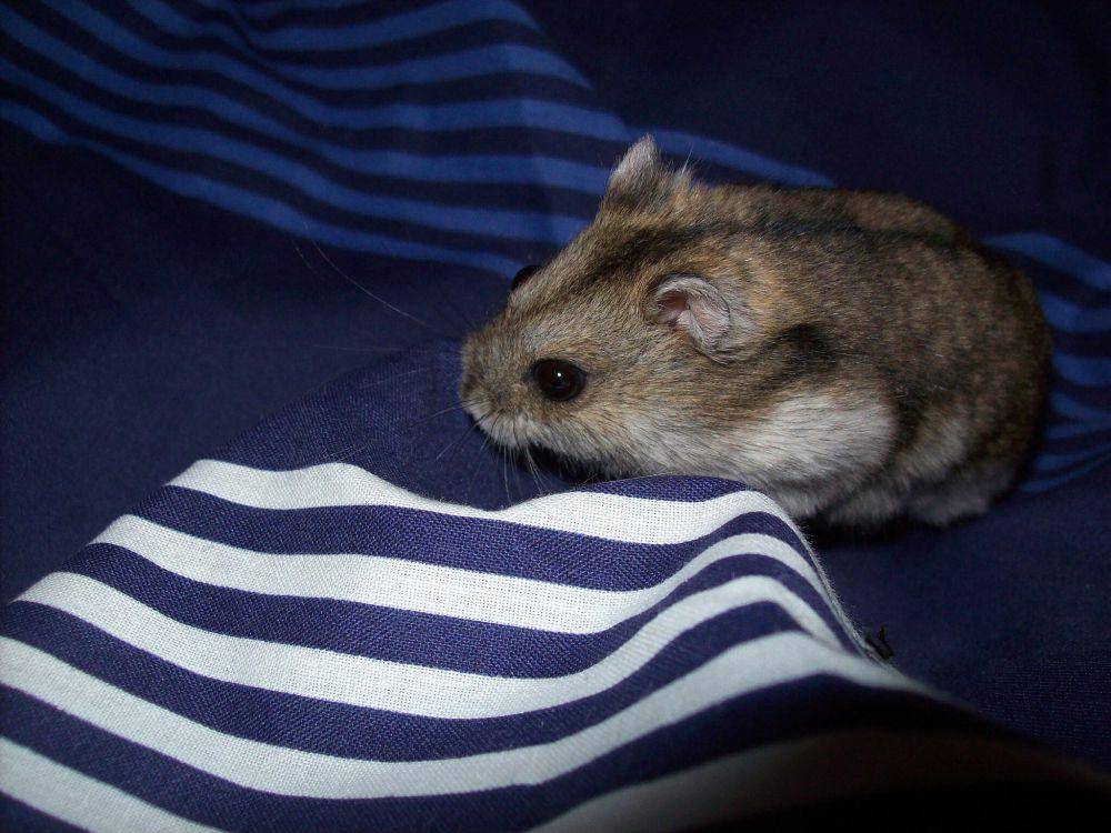 hamster kerdil campbell (commons.wikimedia.org/Alexander theo redgrave)