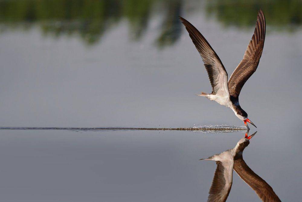 Black skimmer (pixabay.com/Alejandro Espeche)