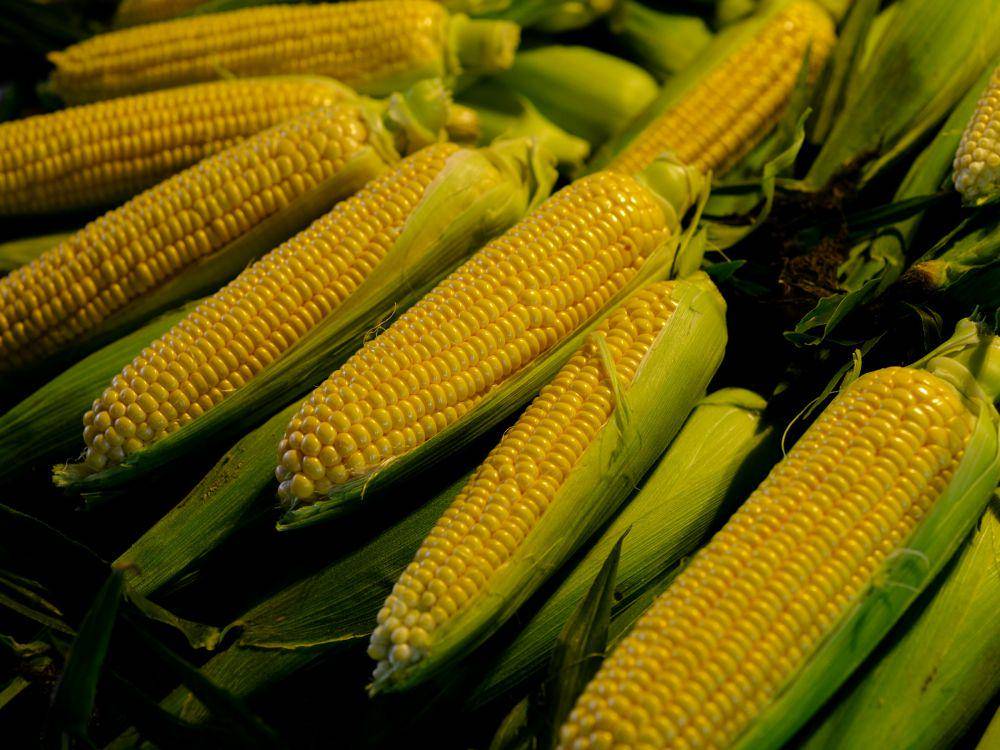 ilustrasi jagung (unsplash.com/engin akyurt)
