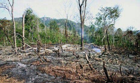 Penebangan hutan liar