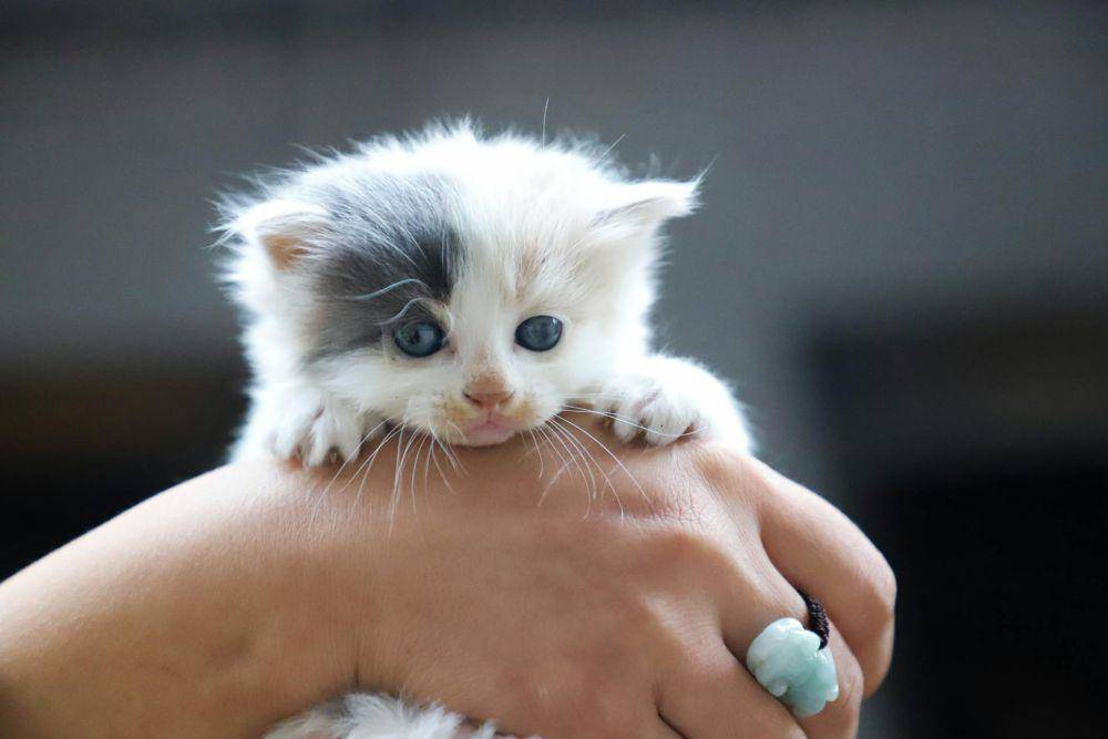 ilustrasi kucing (pexels.com/Cats Coming)