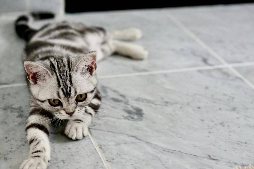 ilustrasi kucing (pexels.com/Danielle Daniel)