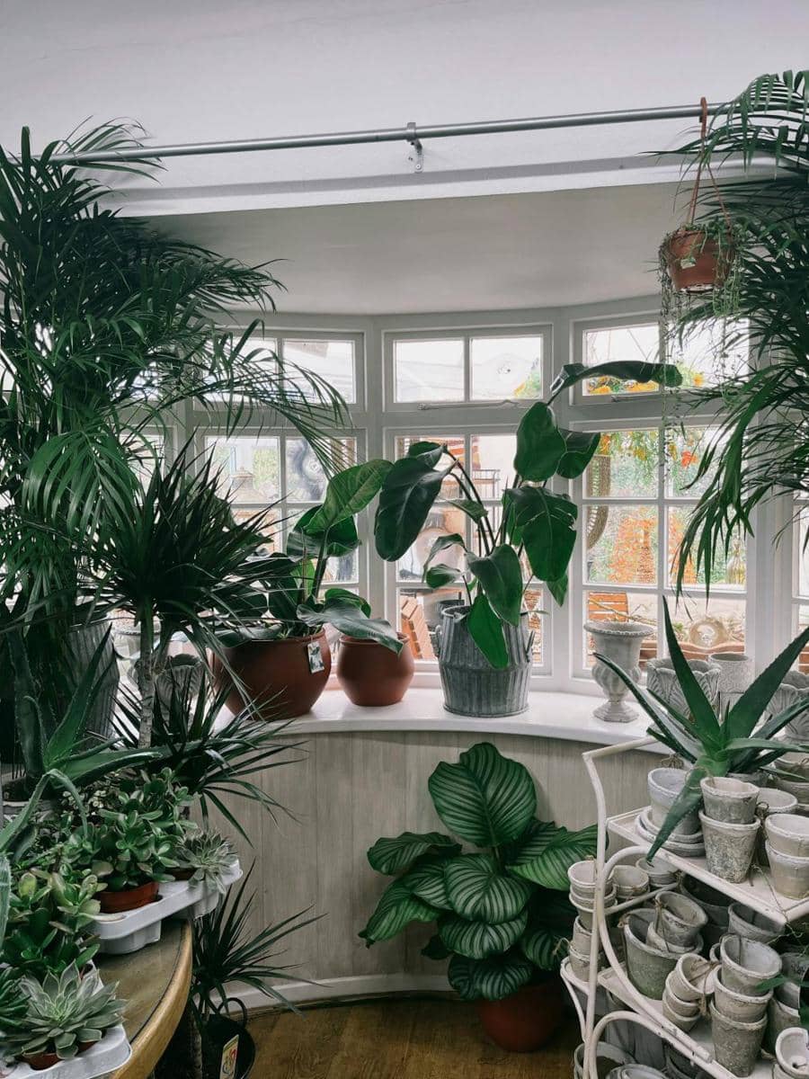 ilustrasi dekorasi tanaman hias (pexels.com/fotios-photos)