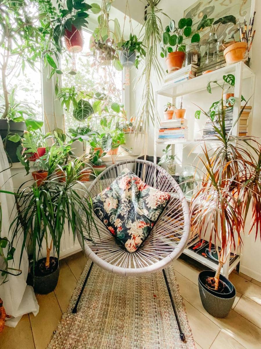 ilustrasi dekorasi tanaman hias (pexels.com/pakkontrack)