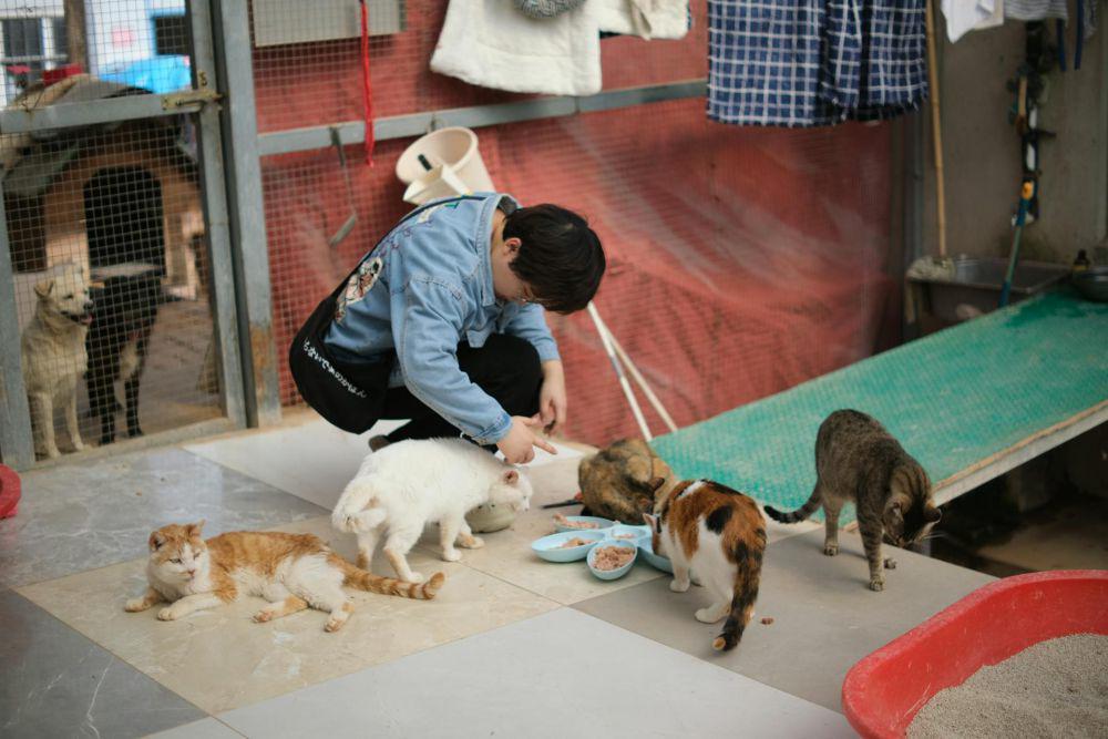 5 Tips Memilih Anak Kucing yang Sehat untuk Dipelihara, Wajib Tahu!