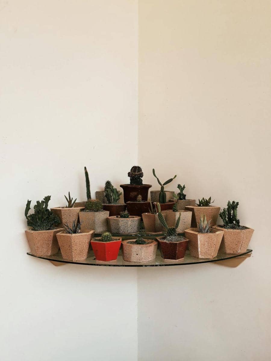 ilustrasi dekorasi tanaman hias (pexels.com/sonya-gabriela)