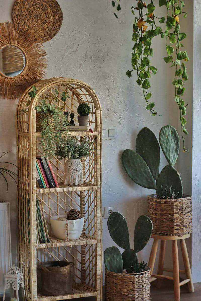 ilustrasi dekorasi tanaman hias (pexels.com/syd-trgt)