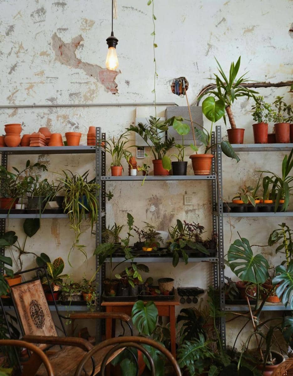 ilustrasi dekorasi tanaman hias (pexels.com/zehra-aynaci)