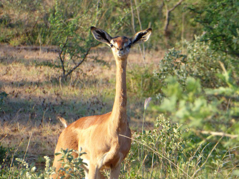 5 Kemampuan Unik Gerenuk, Bisa Berdiri Tegak seperti Manusia!