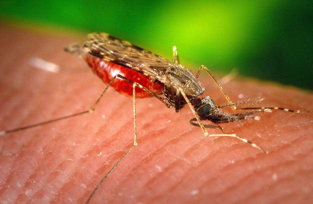 Kasus Virus Nil Barat Melonjak, Eropa Tingkatkan Pengendalian Nyamuk