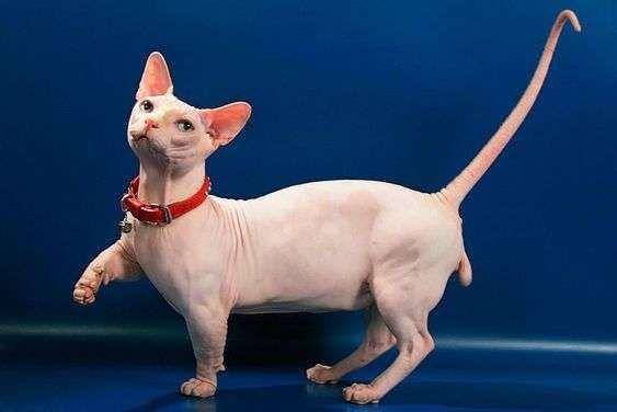Kucing