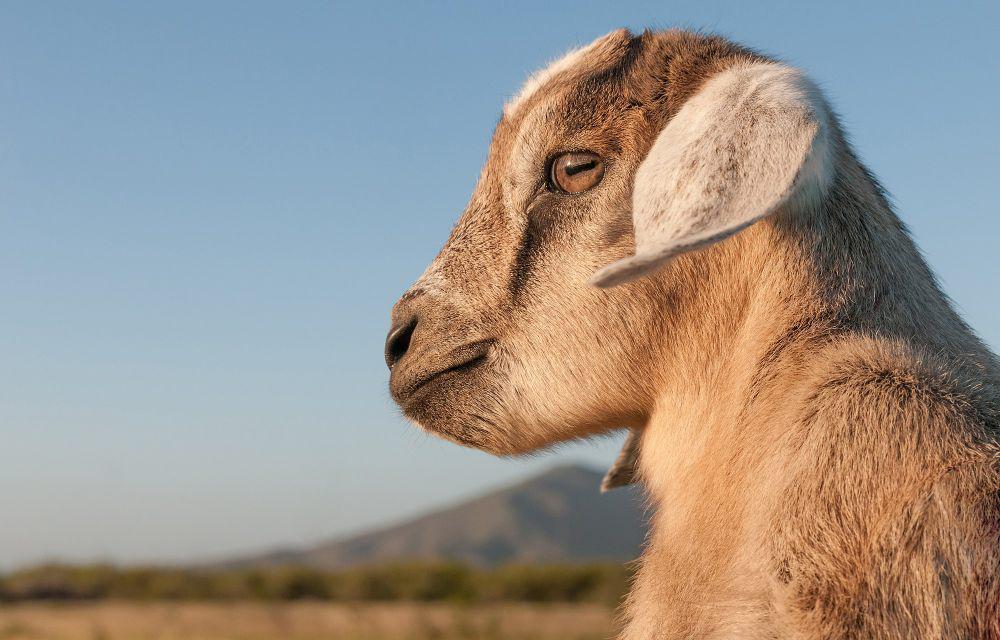 5 Fakta Menarik Penglihatan Kambing, Punya Pupil Horizontal