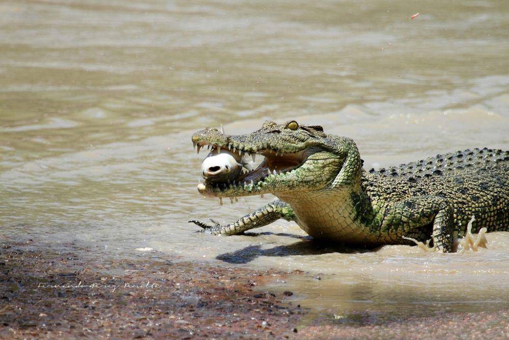 seekor buaya muara menangkap mangsa (inaturalist.org/Fernando Pérez Peralta)