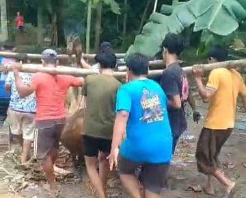 Puluhan Sapi di Ngawi Mati Mendadak