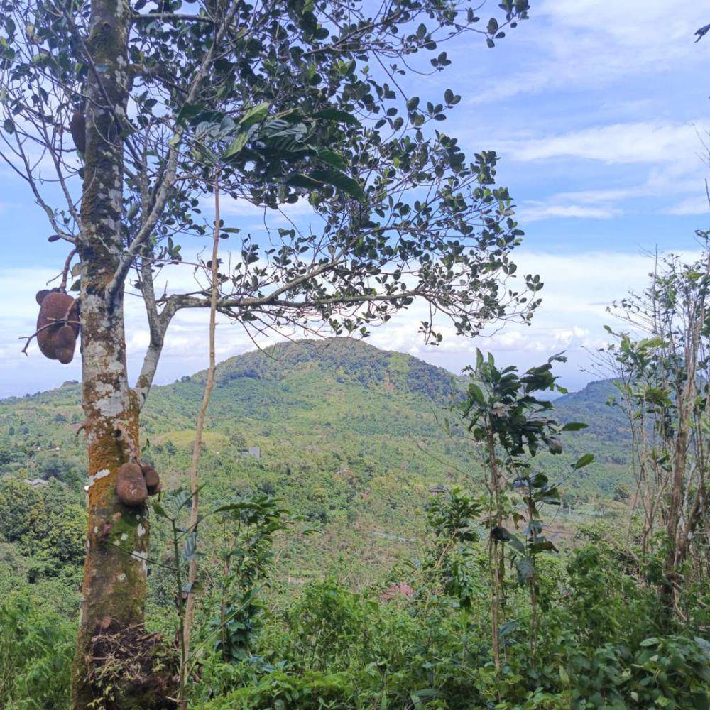 potret Gunung Halimun (instagram.com/ryhnmlna_73)