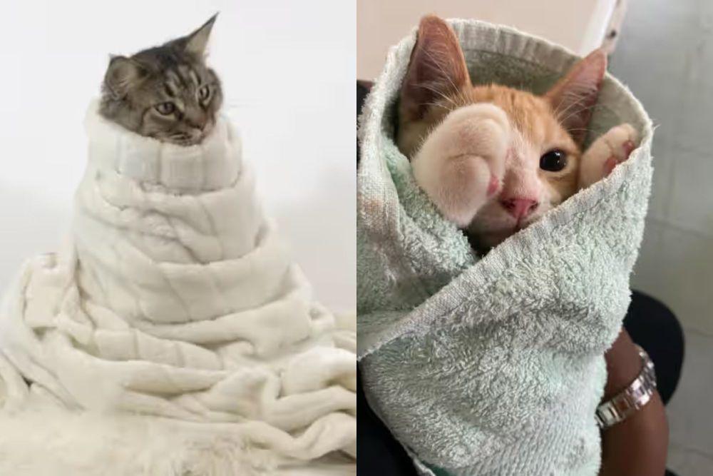 8 Foto Lucu Kucing Dibungkus Handuk, Mirip Lemper!