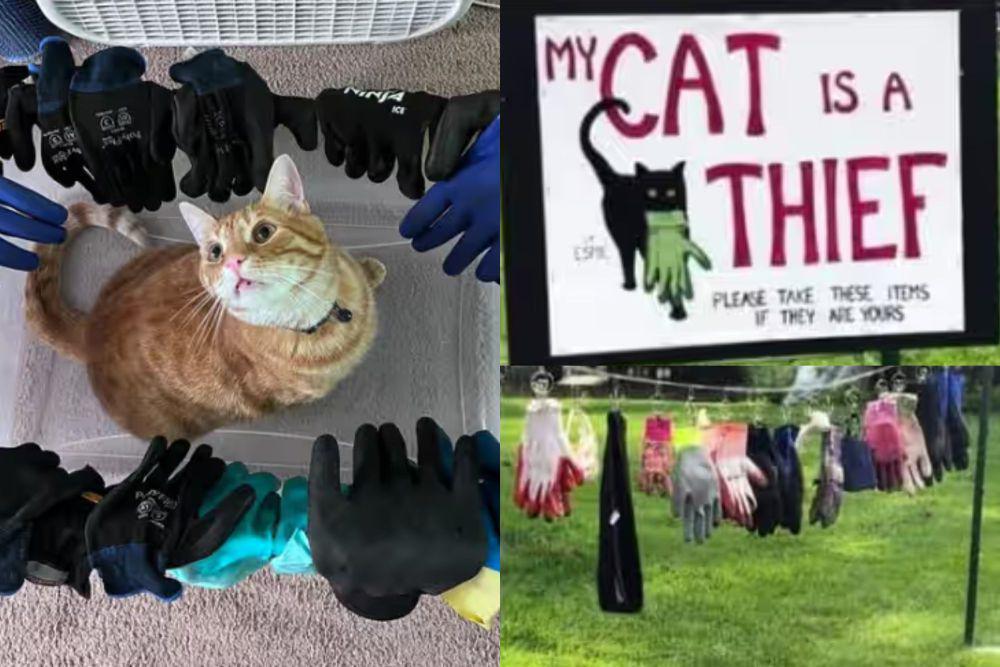 7 Foto Lucu Kucing dan Sarung Tangan, Ada yang Maling Punya Tetangga!