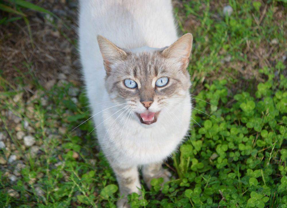 kucing mengeong