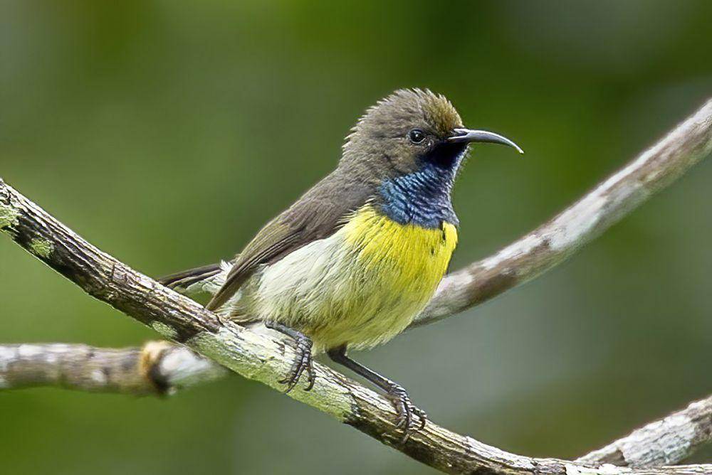 potret burung madu Sao Tome (commons.wikimedia.org/Charles J. Sharp)
