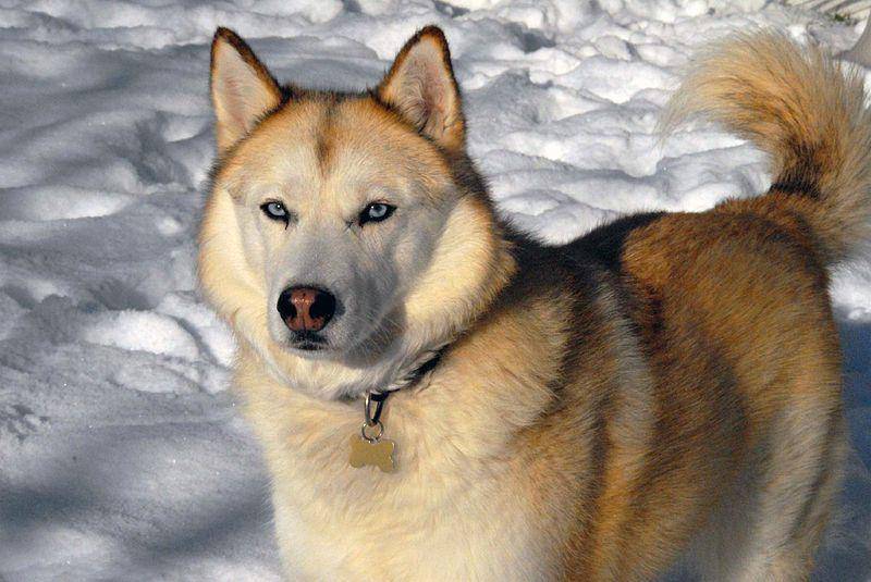 Terdapat beberapa perbedaan pada wajah kedua ras anjing ini. Telinga Siberian Husky, misalnya, lebih memanjang ke atas. (commons.wikimedia.org/Pharaoh Hound)