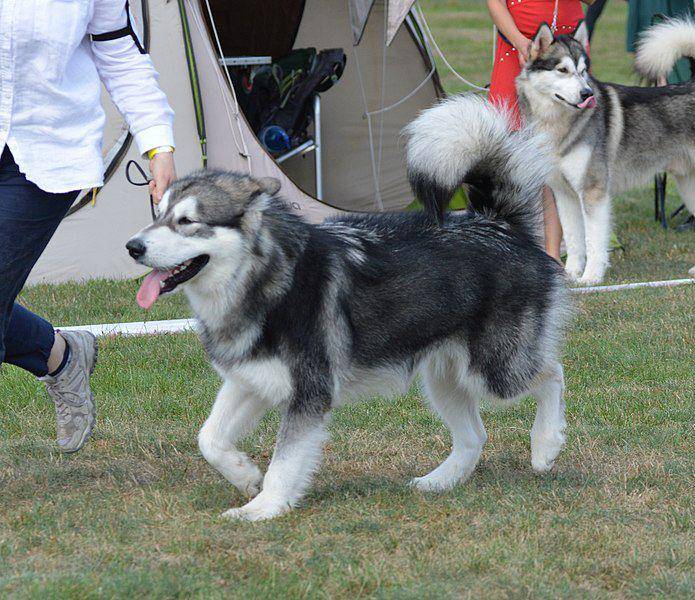 Malamute umumnya memiliki bulu yang lebih panjang, khususnya di bagian ekor, ketimbang Siberian Husky. (commons.wikimedia.org/Wojciech Pędzich)