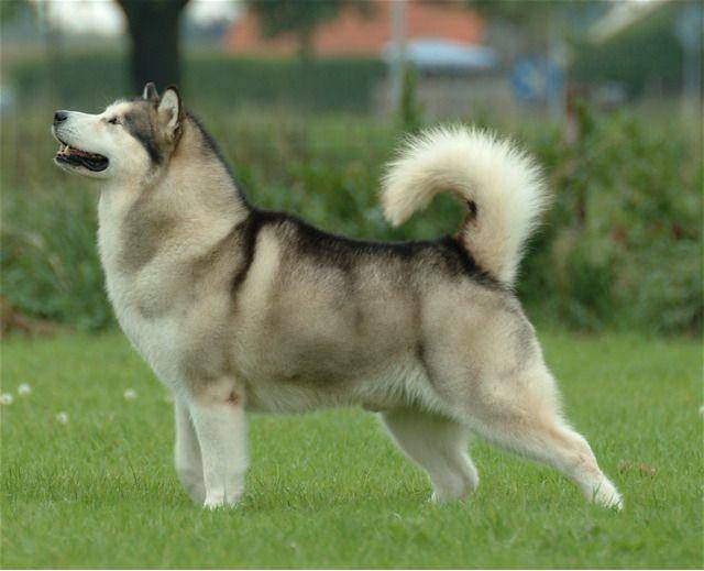 potret anjing Malamute dewasa yang berukuran besar (commons.wikimedia.org/SCMW)