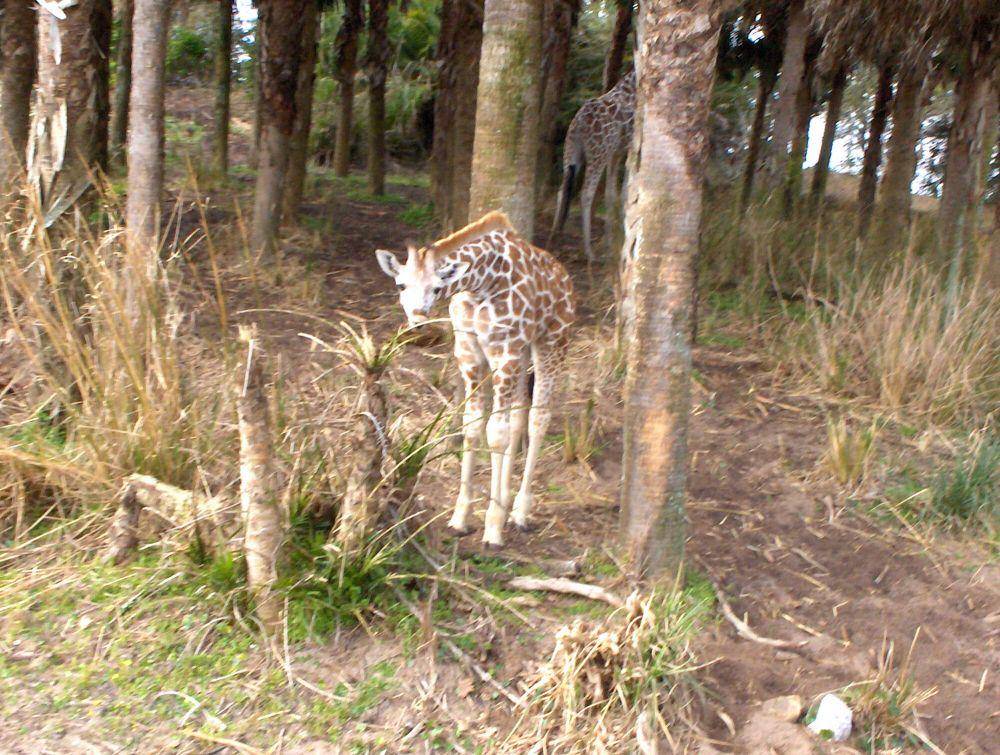 Anak jerapah (commons.wikimedia.org/Elephantissimo)