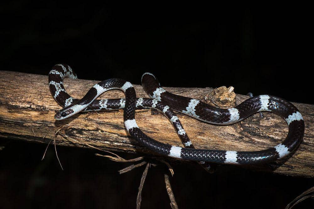 Genus Lycodon (commons.wikimedia.org/Rushenb)