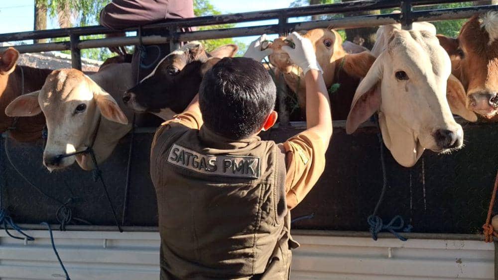 Petugas dari dinas peternakan lakukan pemeriksaan sapi di pasar pasar. IDN Times/ Riyanto.