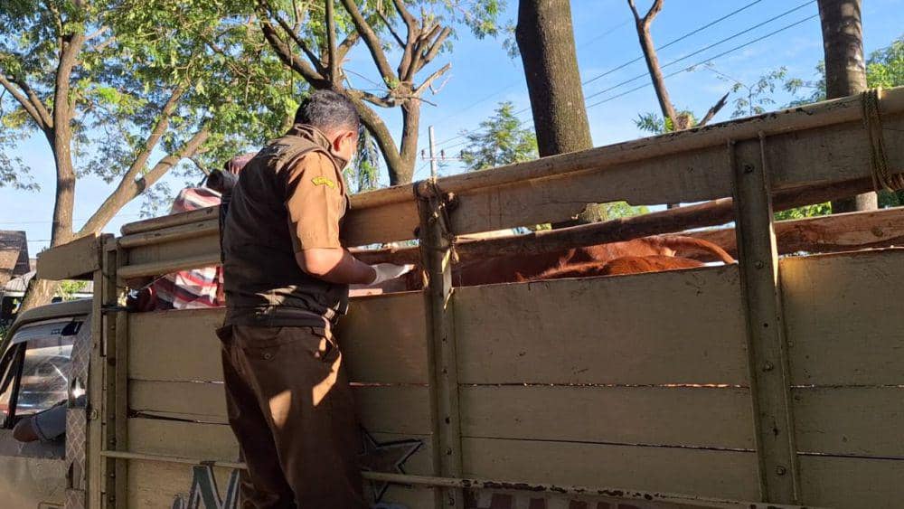 Petugas dari dinas peternakan Ngawi lakukan pemeriksaan sapi di pasar pasar. IDN Times/ Riyanto.