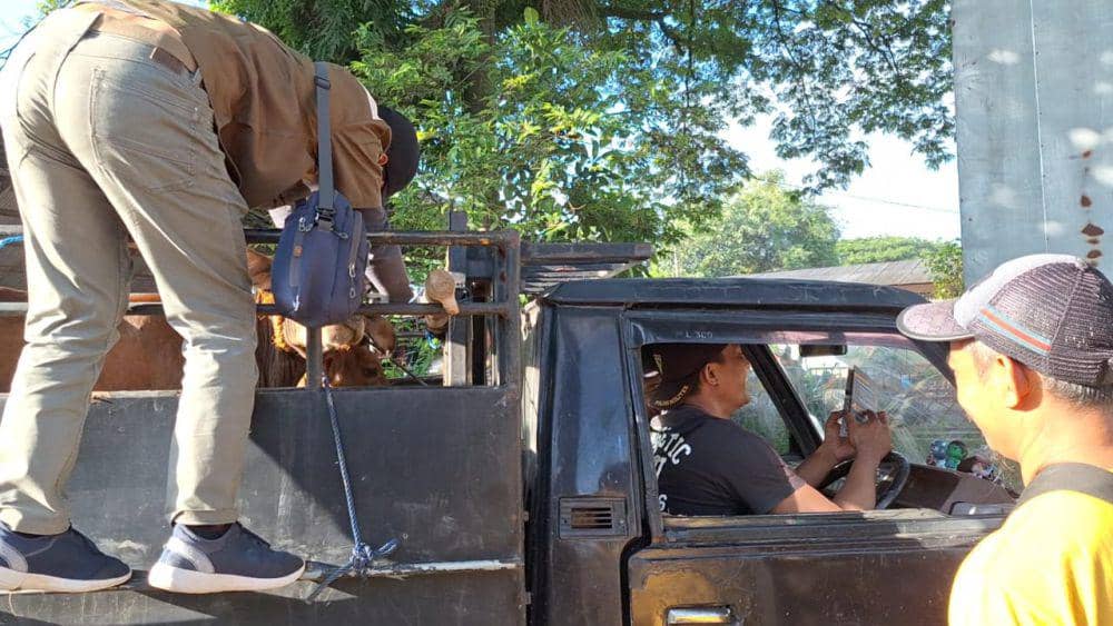 Petugas dari dinas peternakan Ngawi lakukan pemeriksaan sapi di pasar pasar. IDN Times/ Riyanto.