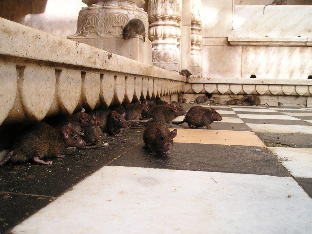3 Cara Membersihkan Bekas Kotoran Tikus, Noda dan Bau Busuk Hilang