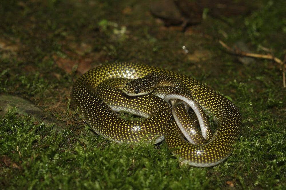 Genus Lycodon (commons.wikimedia.org/Yathumon M A)