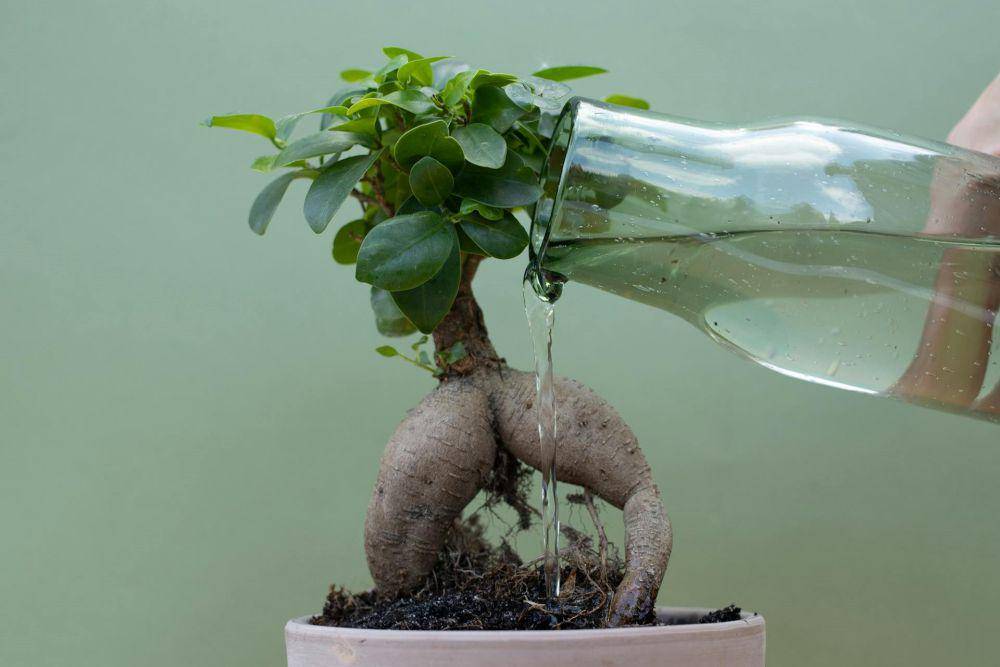 ilustrasi menyiram bonsai (pexels.com/@ekaterina bolovtsova)