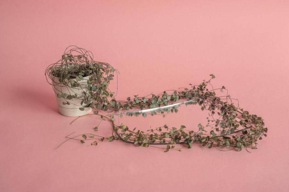 string of hearts (pexels.com/Marina Leonova)