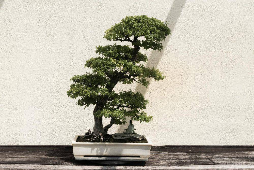 ilustrasi tanaman bonsai (pexels.com/@psad)