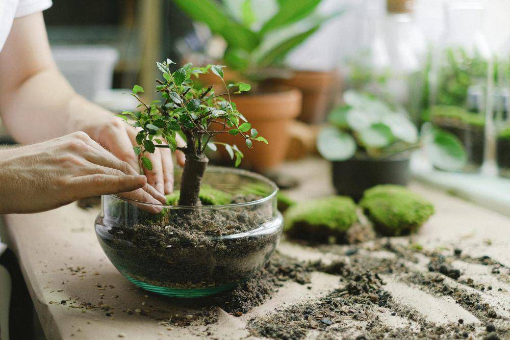 ilustrasi menanam bonsai (pexels.com/@shvetsa)