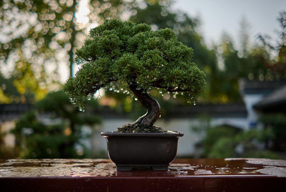 5 Tips Merawat Bonsai saat Musim Hujan, Biar Tetap Cantik dan Sehat!