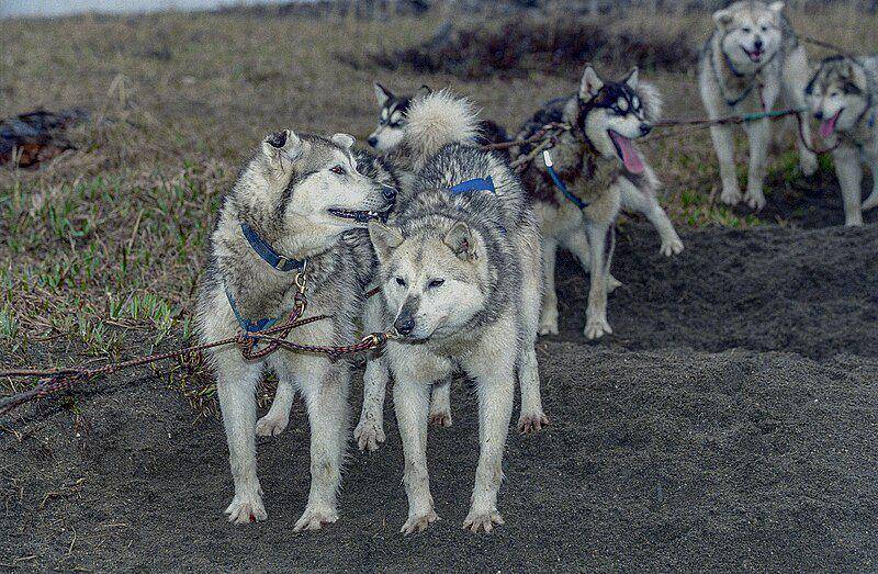 potret kawanan Siberian Husky yang akan menarik kereta luncur (commons.wikimedia.org/Jerzy Strzelecki)