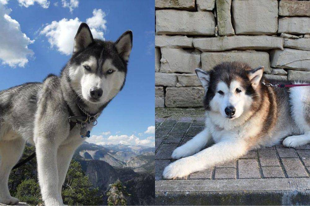 Dari Siberian Husky (kiri) dan Malamute (kanan), sudah bisa bedakan keduanya, kan? (commons.wikimedia.org/Kazisdaman | Continentaleurope)