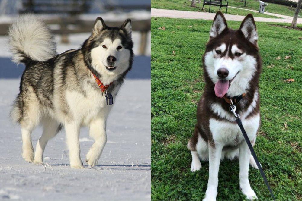 Perbedaan Anjing Siberian Husky dan Malamute, Kamu Bisa Tebak?