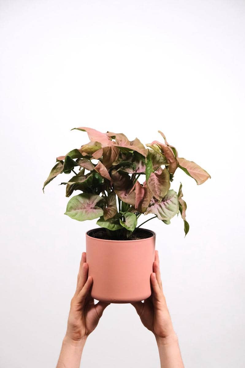 syngonium merah muda (unsplash.com/feey)