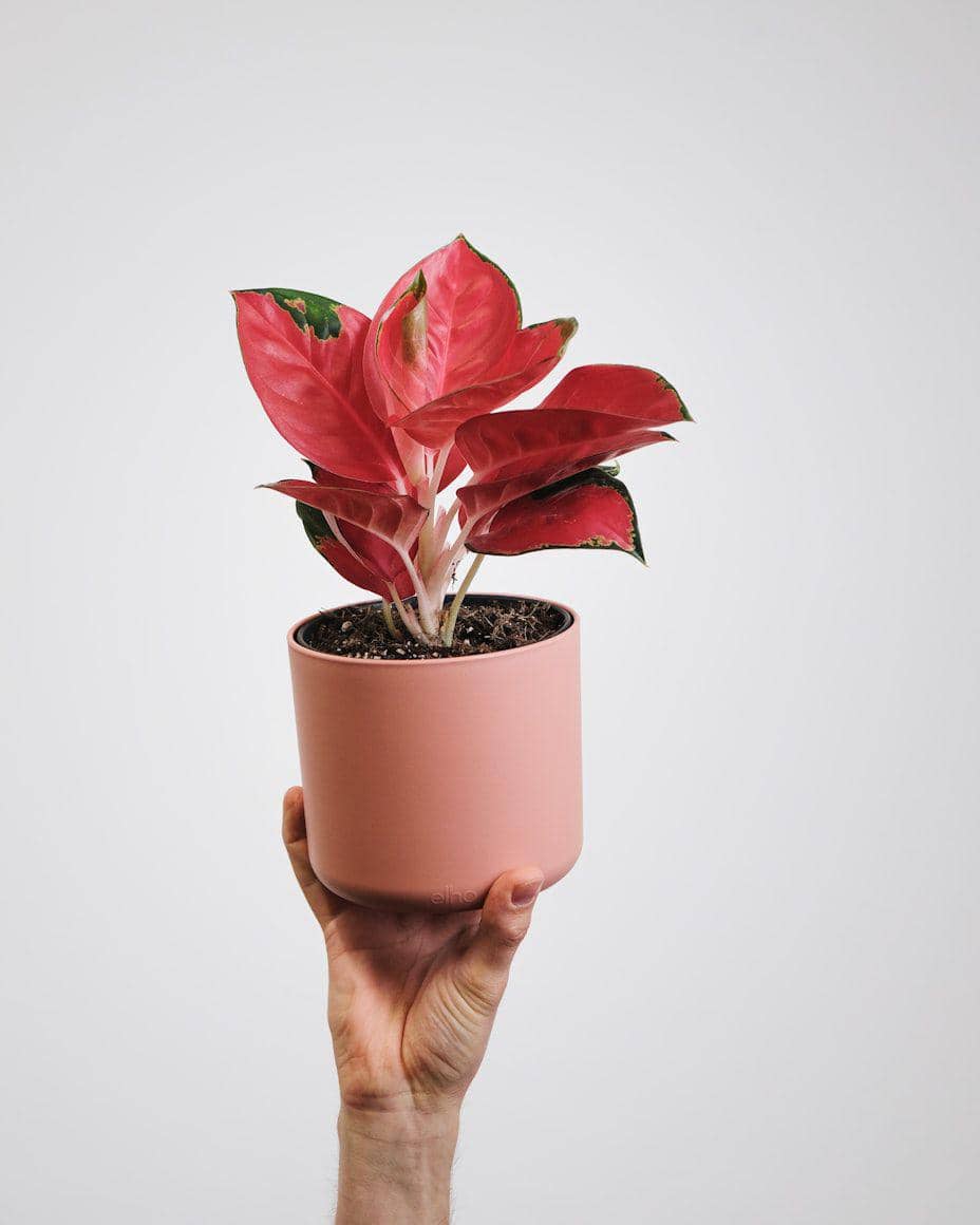 aglaonema 'red king' (unsplash.com/feey)